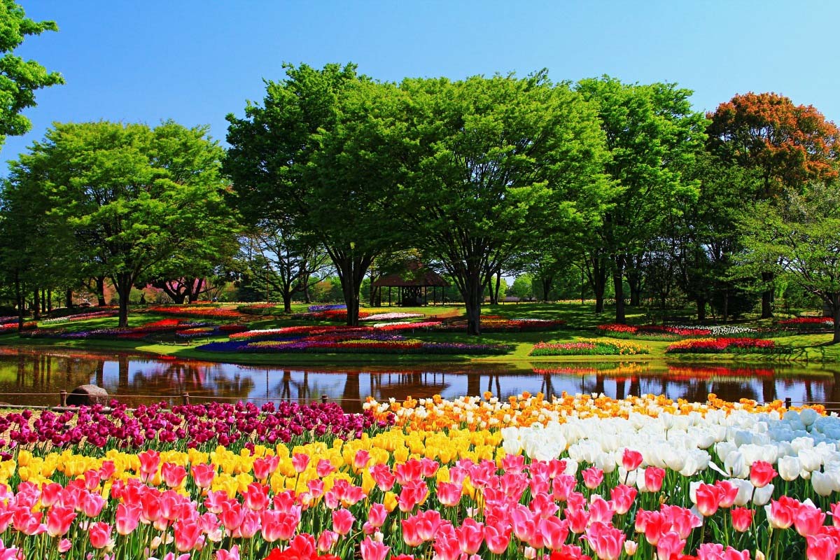 Tour Nhật Bản - Tokyo – Núi Fuji – Công Viên Showakinen